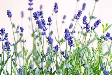 How to Grow and Care for Lavender Indoors