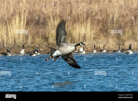 The Canada goose in flight Stock Photo - Alamy