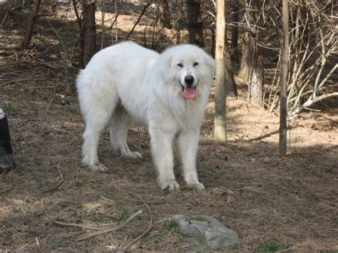 Maremma Sheepdog Info, Temperament, Training, Puppies, Pictures