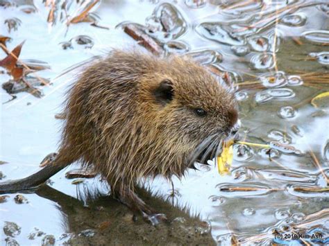 baby nutria rat - Google Search | Baby rats | Pinterest