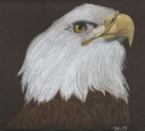 Bald Eagle in Colored Pencil by TikamiHasMoved on DeviantArt