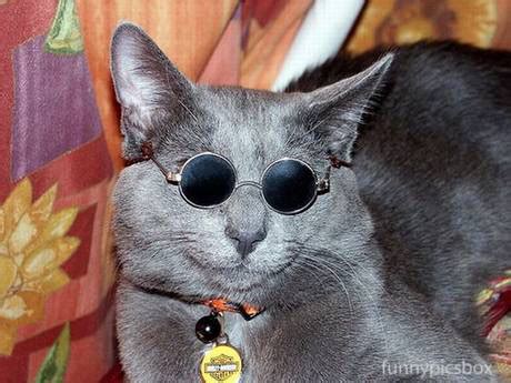 Funny Cats Wearing Cooling Glass Pics | Funny Pics Box