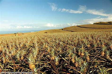 Maui Gold Pineapple | Haliimaile Pineapple Company