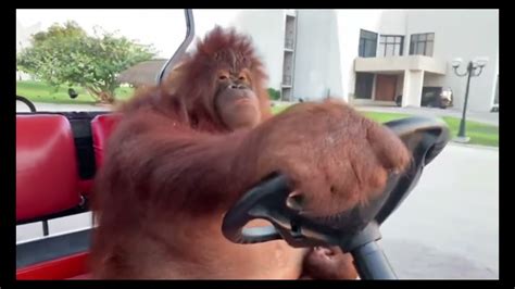 Orangutan Driving Golf Cart - YouTube