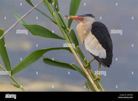 Little bittern, male, Kerkini lake, Greece / (Ixobrychus minutus Stock Photo - Alamy