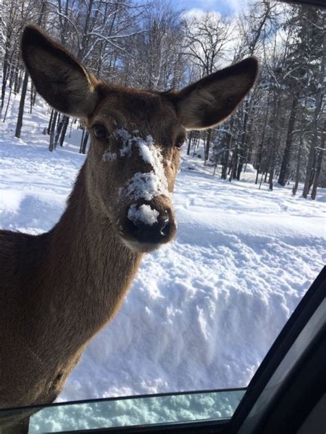 Montreal: Private Day Tour to Parc Omega & Montebello Lodge | GetYourGuide