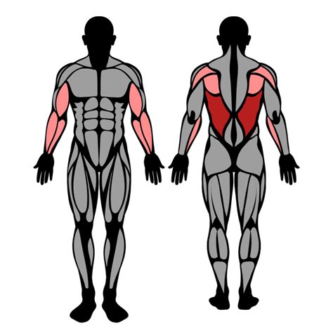 Chin-Up: Muscles Worked & Technique – StrengthLog