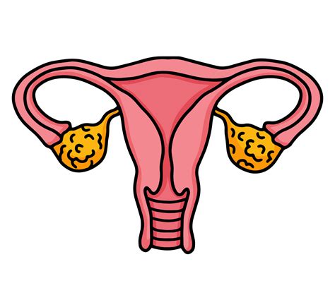 sistema reproductivo femenino, útero y ovarios icono rosa aislado en ...