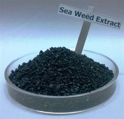 Indian Brown Seaweed Pure Extract, Hdpe Jar, Pack Size: 5 Kg, Rs 380 /litre | ID: 9241074562