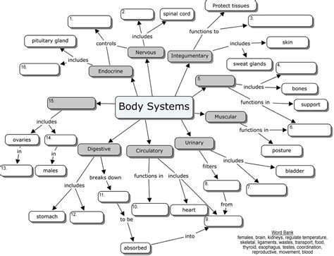 Introduction to Anatomy and Physiology | AnatomyCorner Circulatory ...