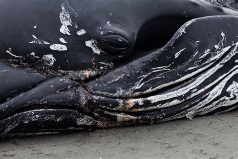 Dying whale found with 30 plastic bags in its stomach - Earth.com