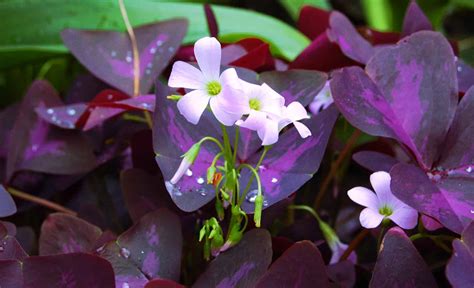 Purple Shamrock Plant Care Guide | Plantly