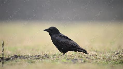 Raven ( Corvus corax ) bird Stock Video | Adobe Stock