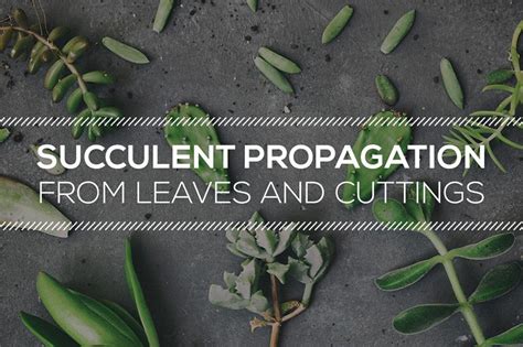 Tips on Succulent Propagation from Leaves and Cuttings - Succulents Box