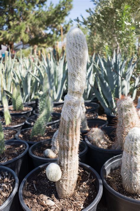 Old Man Cactus — GDNC Nursery