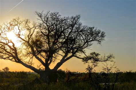 Safari sunset stock image. Image of park, landscape, blue - 79699181