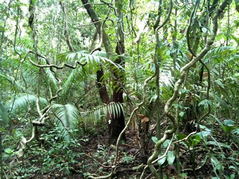 Plant Adaptations - Tropical Rain forest: Congo (Africa)