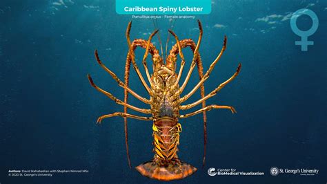 Caribbean Spiny Lobster (Female Anatomy) - 3D model by The Center for BioMedical Visualization ...