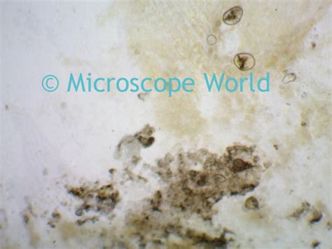 Microscope World Blog: Fish Scales Under the Microscope