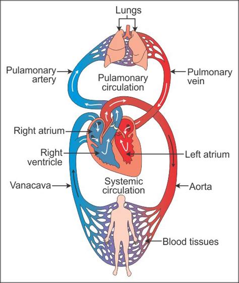 Draw a schematic representation of transport and exchange of oxygen and CO2 in human body ...