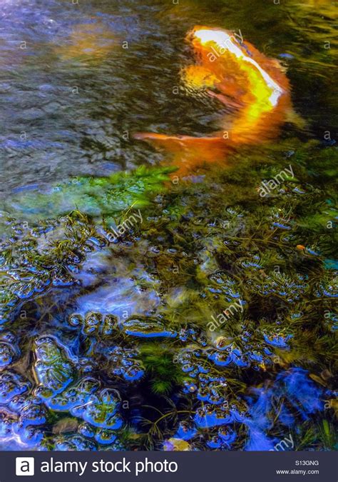 Orange koi fish in pond Stock Photo - Alamy