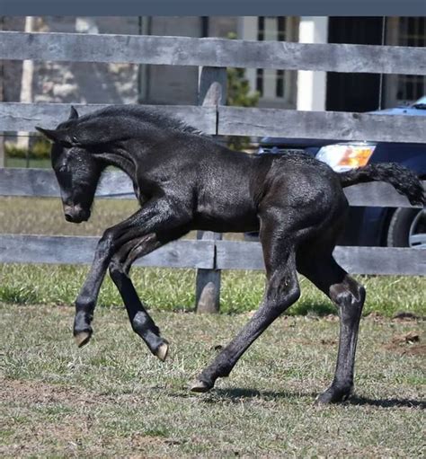 Pin by Angel Prewitt on Baby Animals | Baby horses, Beautiful horses, Cute horses