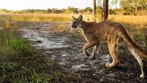 Where Do Fisher Cats Live? Exploring Their Natural Habitat