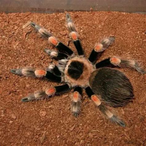 Brachypelma baumgarteni - Mexican orange beauty - HappyForestStore for sale