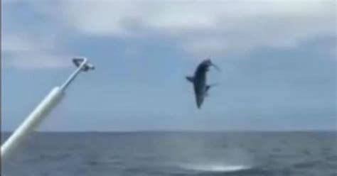 Watch: Leaping shark makes waves off Calif. coast - CBS News