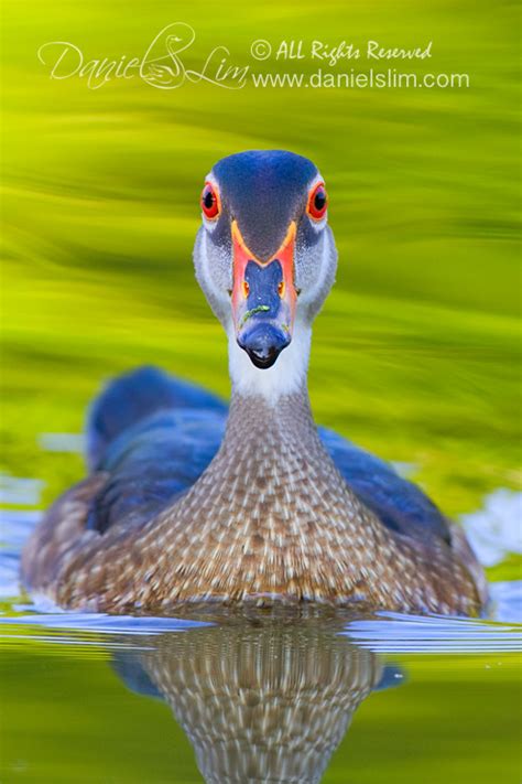 American Wood Duck Drake in Eclipse Plumage | Daniel Lim Photography