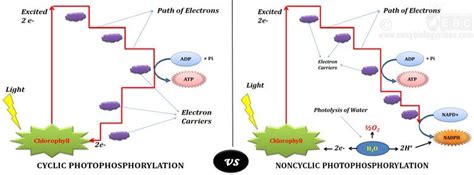 Cyclic vs Noncyclic Phosphorylation - Table | easybiologyclass