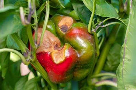 12 Common Pepper Plant Diseases And Pepper Problems