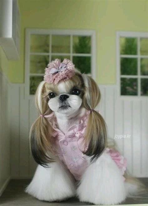 30 Different Dog Grooming Styles - Tail and Fur