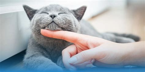 What Cats Are Hypoallergenic? | MetLife Pet Insurance