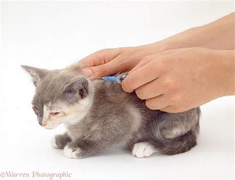 Vaccinating a kitten with cat flu photo WP25699