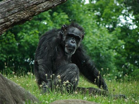 Protecting chimpanzee habitat | The Quick Response Fund for Nature