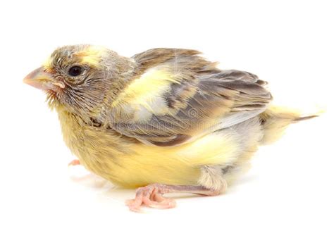 Baby canary, isolated stock image. Image of baby, nobody - 101759255