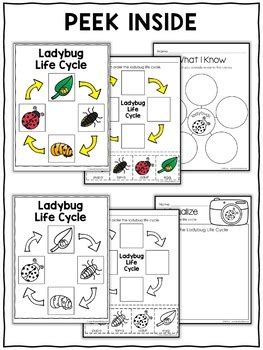 Ladybug Life Cycle Activities by Nicole and Eliceo | TpT