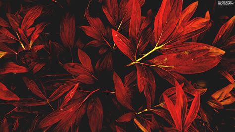 Ivan Trendafilov, Leaves, Nature, Red, Fall Wallpapers HD / Desktop and ...