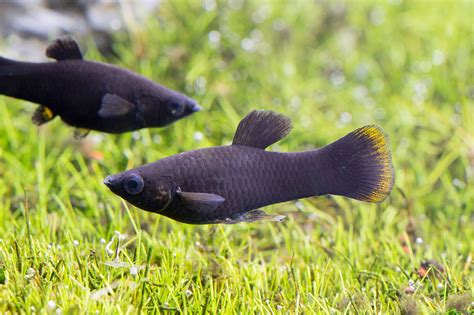 Black molly (Poecilia sphenops) | Tetra Advanced Fishkeeper Blog