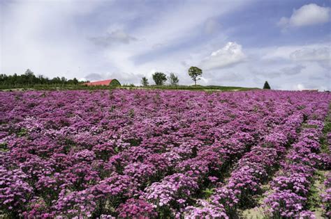 Flower Garden of Shikisai No Oka in Biei, Hokkaido Stock Photo - Image ...