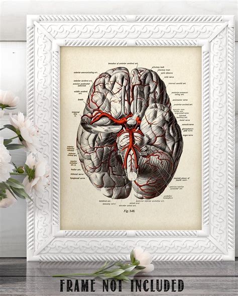 Brain Diagram With Veins - 11x14 Unframed Brain Art Medical Posters ...