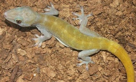 Golden gecko will vanish due to climate change