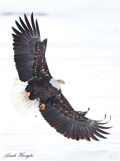 Bald eagle attack by Ari Hazeghi / 500px