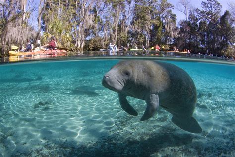 Florida Manatee – Florida Springs Institute