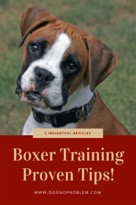 Boxer Dog Training: 5 Insightful Articles On Training The Boxer (Proven ...