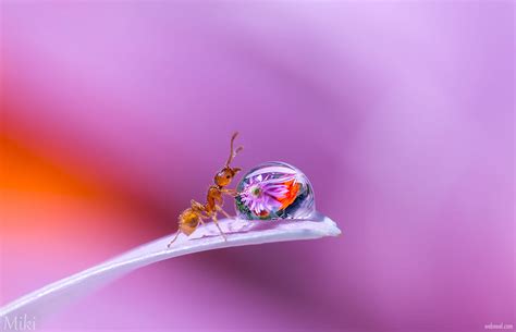 macro photography wallpaper ant by miki asai 13