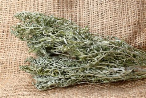 Wormwood: The Miracle Plant With Endless Spiritual Benefits