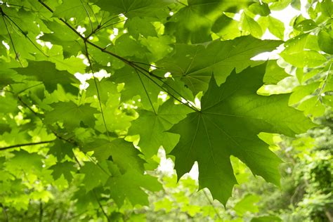 Research: New York State Tree Sugar Maple | The City