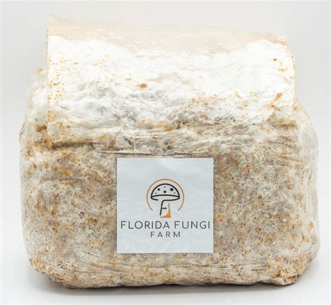 Lion's Mane Mushroom Grow Bag · Florida Fungi Farm